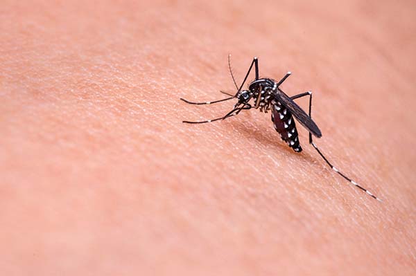 600 mosquito dengue
