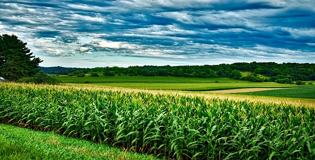 Nas exportações brasileiras, podemos destacar as cadeias produtivas do açúcar, soja, minério de ferro, celulose e carne bovina.